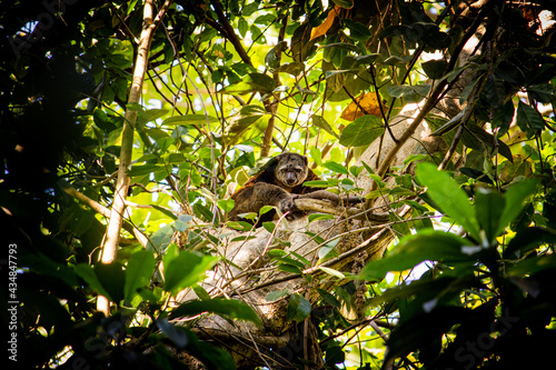 bear cuscus in the tree photo