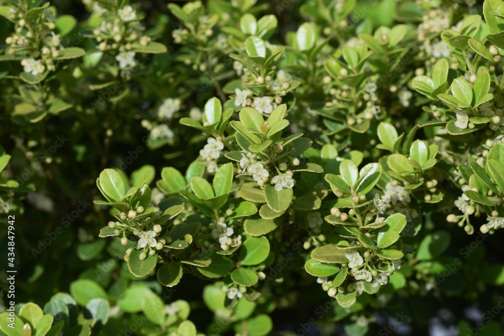 Japanese holly flowers. Aquifoliaceae evergreen shrub. Japanese holly flowers. Aquifoliaceae evergreen shrub.
