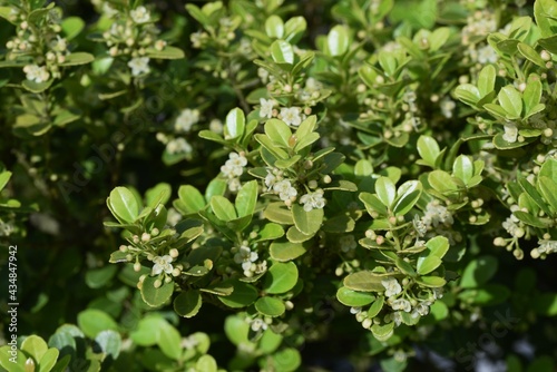 Japanese holly flowers. Aquifoliaceae evergreen shrub.
