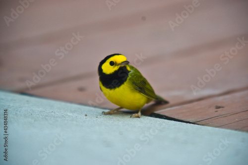 Yellow and Black bird