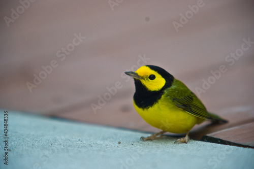 Yellow and Black bird