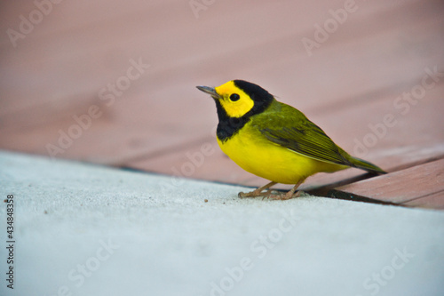 Yellow and Black bird