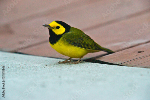 Yellow and Black bird