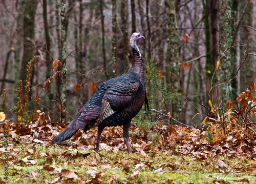 Wild turkey strutting in the woods