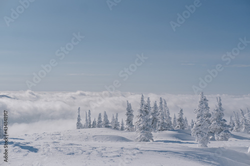Snow covered frozen spruce trees in winter forest. Clouds under the mountain top on skyline