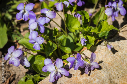 Wild flowers - Violets - close-up photo