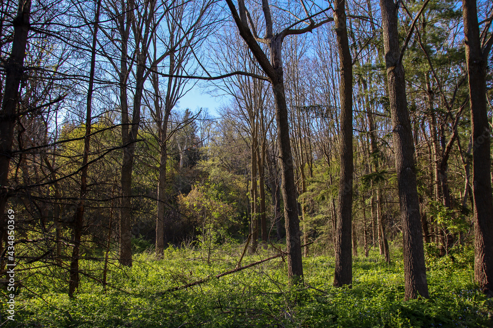 Spring season tree in forest, park and blue sky background Spring season tree in forest, park and blue sky background