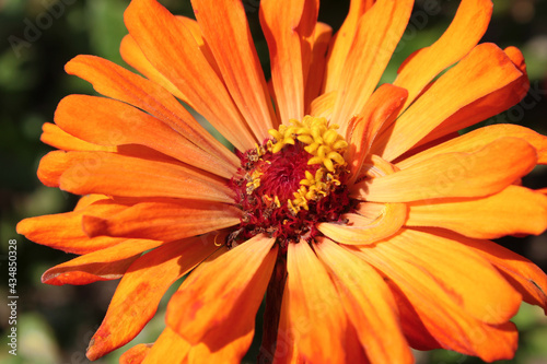 Billede på lærred Cactus zinnia flower with vibrant orange petals bursting outward