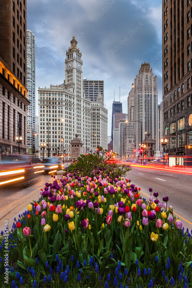 Obraz premium Tulips on Michigan Avenue in downtown Chicago