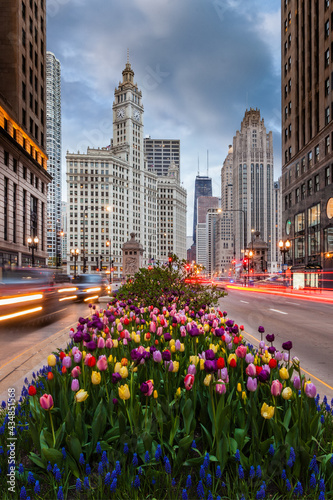 Tulips on Michigan Avenue in downtown Chicago