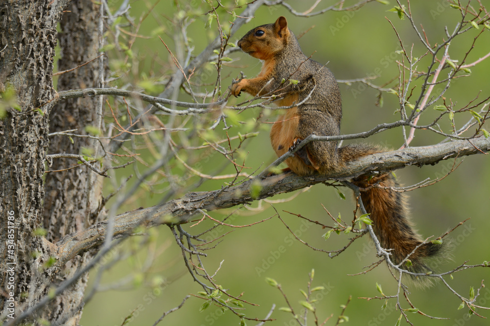 Fototapeta premium Hungry pregnant fox squirrel with teats sitting on tree branch among new springtime leaves