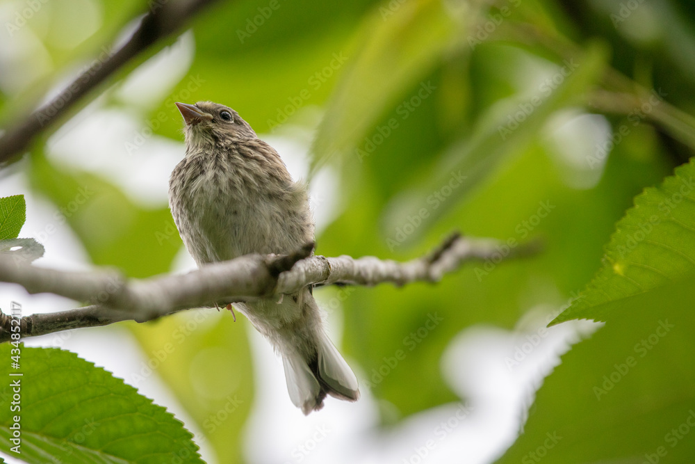 Young North America sparrow on branch Young North America sparrow on branch