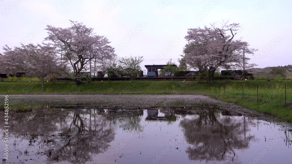 Beautiful train station in Japan with Sakura cherry blossom trees reflected Beautiful train station in Japan with Sakura cherry blossom trees reflected