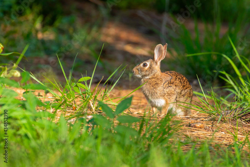 Eastern Cottontail Rabbit Sitting on a Bed of Pinestraw photo