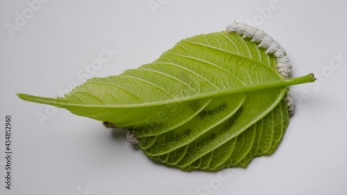 4k time lapse footage of adult silkworms eat fresh mulberry leaf on white background. photo