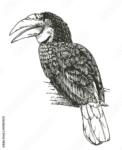 black and white toucan bird on branch clip art preview