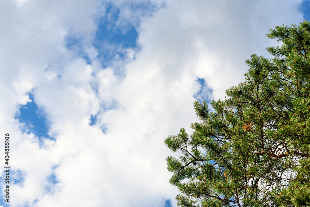 Blue sky with clouds and spruce at daytime, copy space. Natural background Blue sky with clouds and spruce at daytime, copy space. Natural background