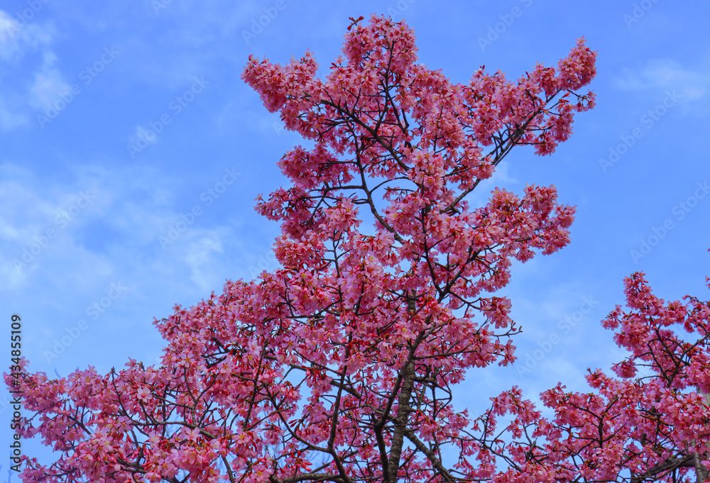 cherry tree in bloom cherry tree in bloom