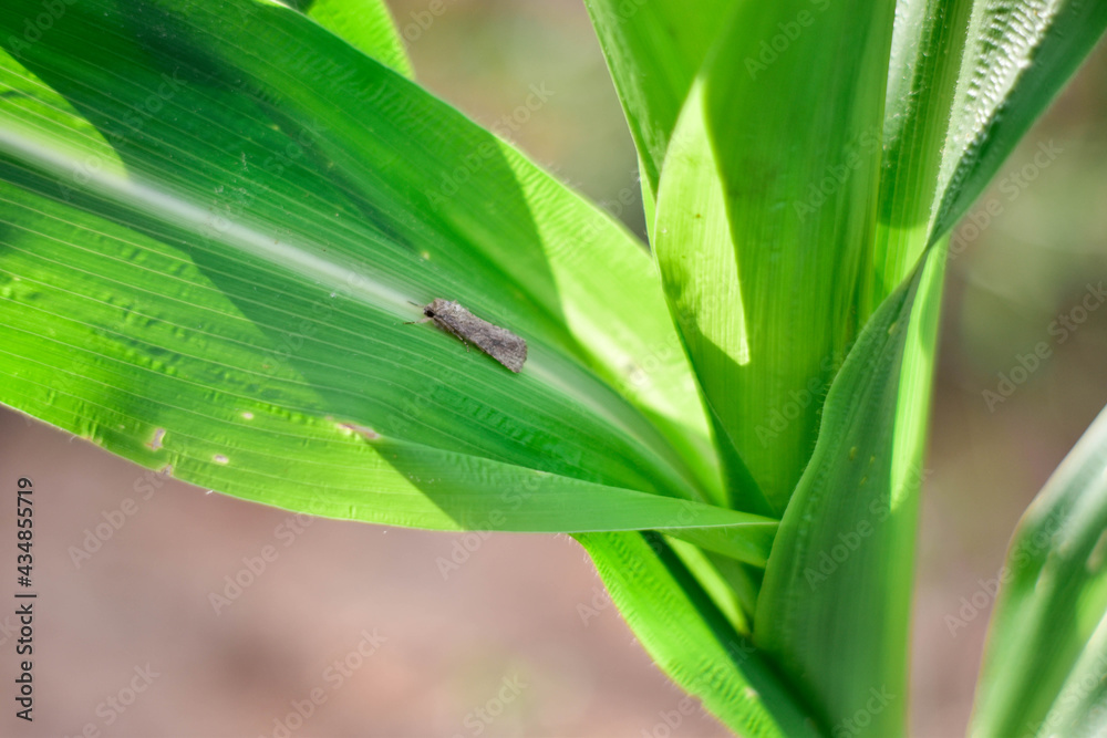 Fototapeta premium Corn Fall Armyworm Spodoptera frugiperda moth (butterfly) on corn leaf. Corn caterpillar the most important of organic corn field.