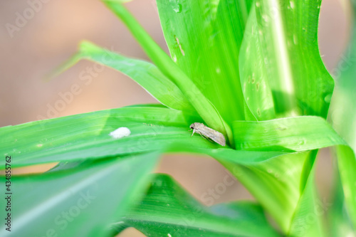 Corn Fall Armyworm Spodoptera frugiperda moth (butterfly) on corn leaf. Corn caterpillar the most important of organic corn field. photo