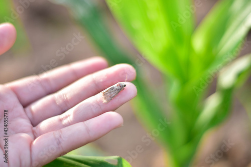 Corn Fall Armyworm Spodoptera frugiperda moth (butterfly) on corn leaf. Corn caterpillar the most important of organic corn field. © kornwipa