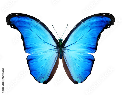 Color butterfly , isolated on white background
