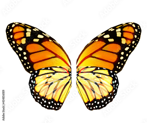Color butterfly , isolated on white background