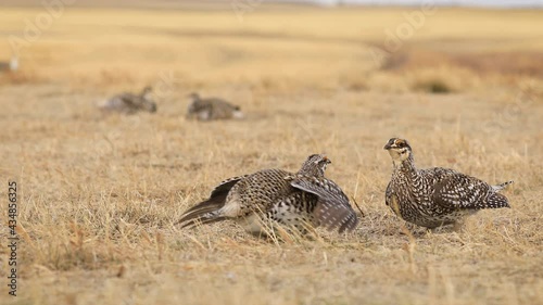 two Sharp tailed grouse male birds attack each other, mating ritual photo