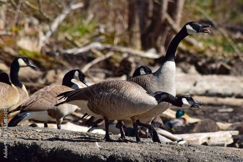 Canvas-taulu Canada Geese at river.