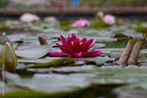 water lily flower