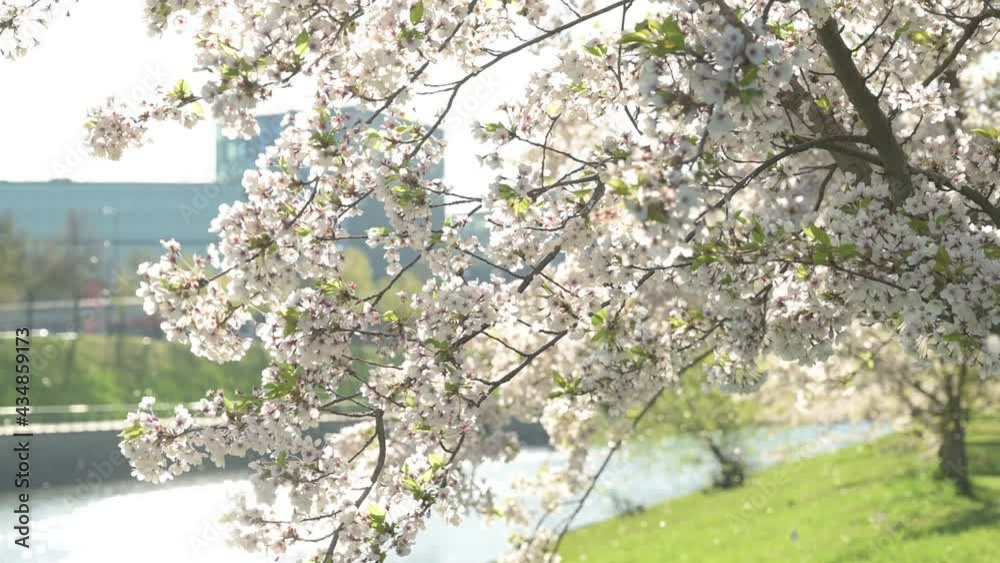 Slow motion view of cherry blossoms on sunny spring morning Slow motion view of cherry blossoms on sunny spring morning