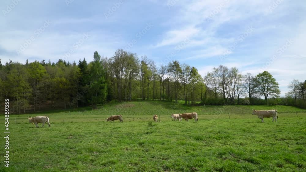 Herd of cows grazing on vibrant green meadow in handheld view Herd of cows grazing on vibrant green meadow in handheld view