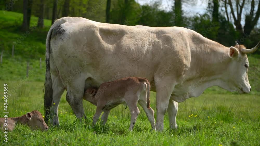 White mother cow with horn feeding baby calf on green meadow, handheld view White mother cow with horn feeding baby calf on green meadow, handheld view