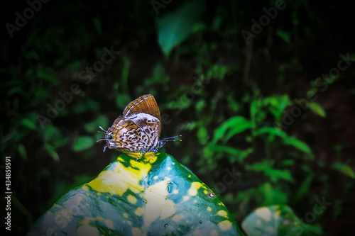 Monkey puzzle⁣ butterfly - Rathinda amor photo