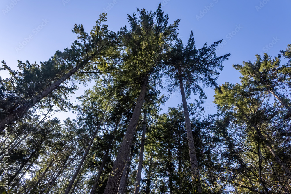 washington state treetops in forest with summer blue sky washington state treetops in forest with summer blue sky