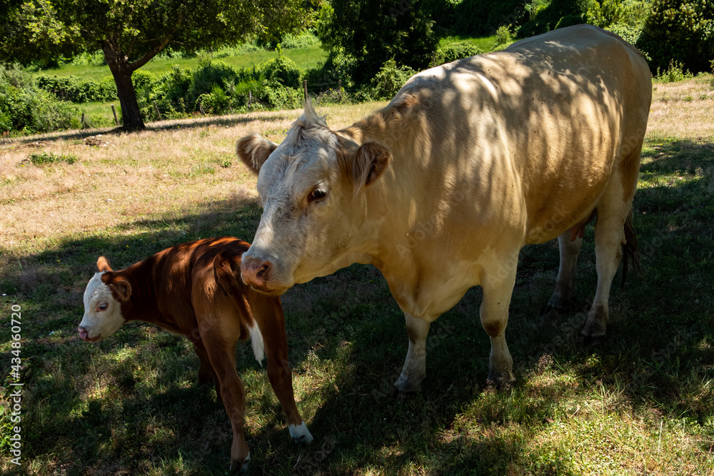 Obraz premium cattle in southern Chile