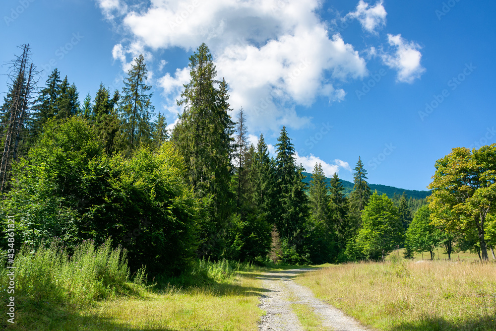 old country road through forest. grass along the path. sunny summer landscape in mountainous countryside old country road through forest. grass along the path. sunny summer landscape in mountainous countryside