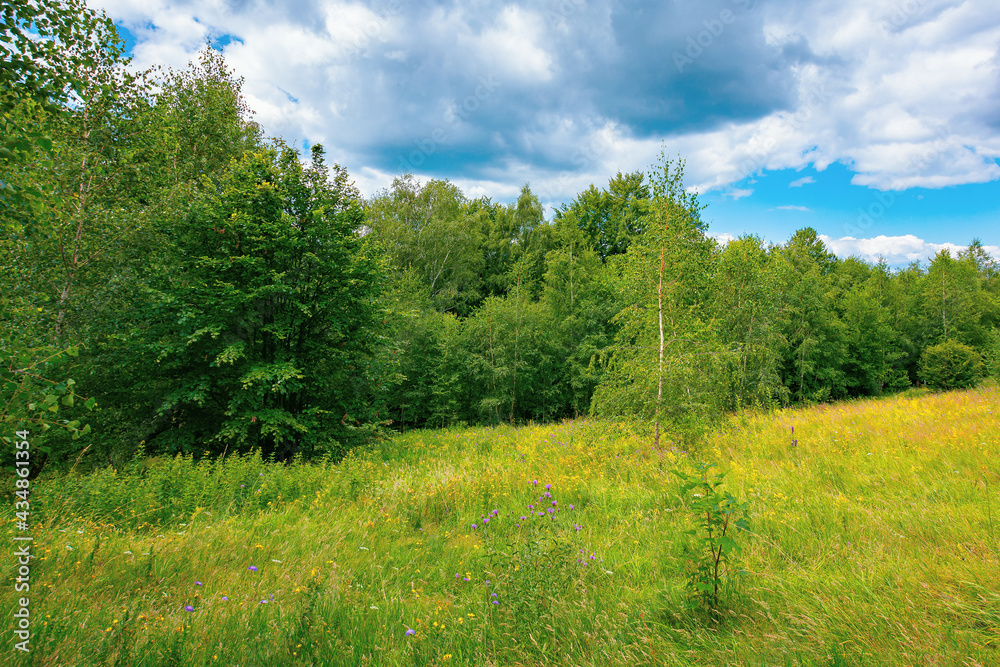 forest on the grassy hillside meadow. mountain landscape on a cloudy summer day forest on the grassy hillside meadow. mountain landscape on a cloudy summer day