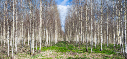 Fotobehang Berkenbos Berkenplantage op het platteland in lente  © ARVD73