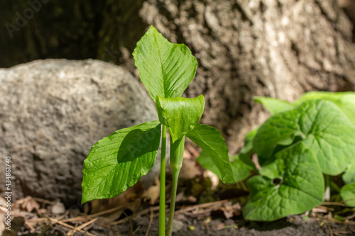 Macro view of a young green jack-in-the-pulpit (arisaema triphyllum) wildflower plant, blooming at the edge of a forest ravine photo