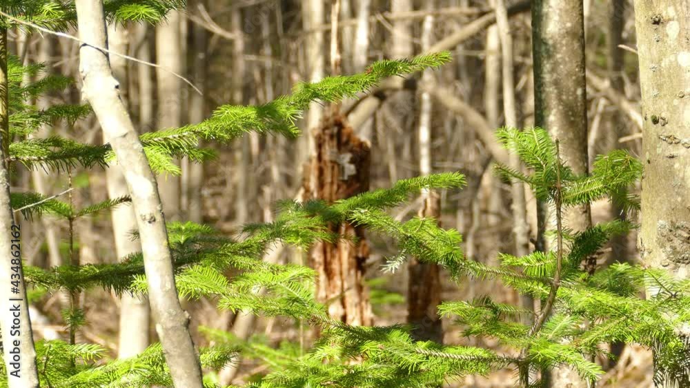 Spruce Branches and Deciduous Tree Trunks, Agroforestry Concept, Tilt Up Spruce Branches and Deciduous Tree Trunks, Agroforestry Concept, Tilt Up