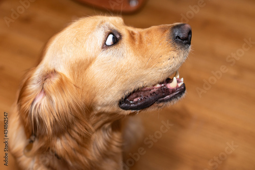 Fototapeta Naklejka Na Ścianę i Meble -  Cute golden retriever dog looking surprised big eyes while resting at home.Side view.Closeup.