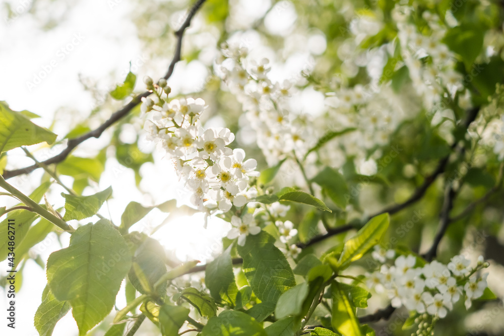 Close-up of cherry flowers. Tender spring concept. Image for cards, banners, posters for the holidays, Mother's Day, International Women's Day, Spring Day
Close-up of cherry flowers. Tender spring concept. Image for cards, banners, posters for the holidays, Mother's Day, International Women's Day, Spring Day