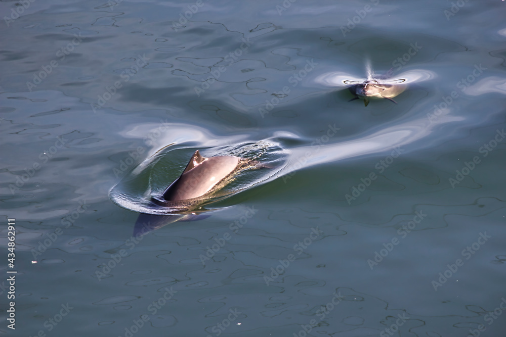 Obraz premium dolphins in a small pod swimming in puget sound near gig harbor