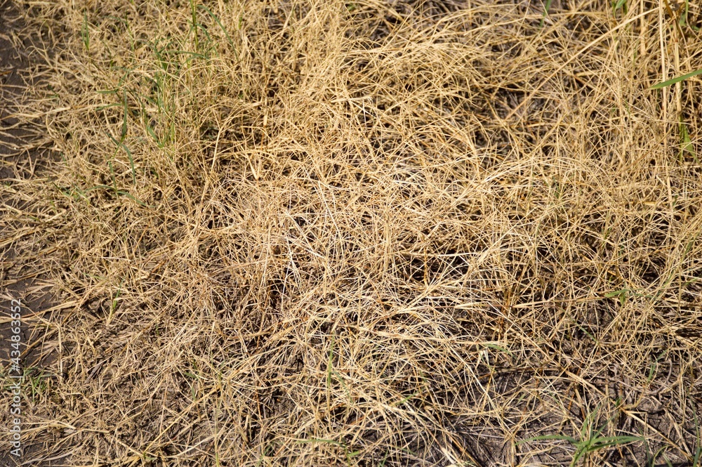 close up dry grass texture in country farm close up dry grass texture in country farm