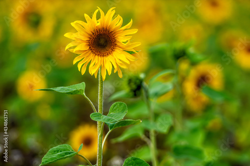 sunflower field in sunshine, bright vibrant flower landscape in summer time