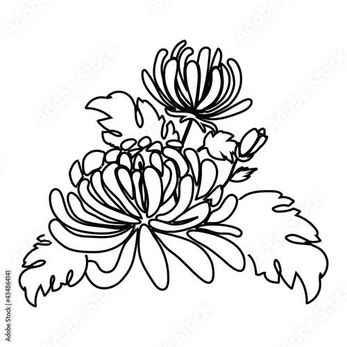 Fototapeta Naklejka Na Ścianę i Meble -  Chrysanthemum two flowers black and white, outline sketch vector illustration