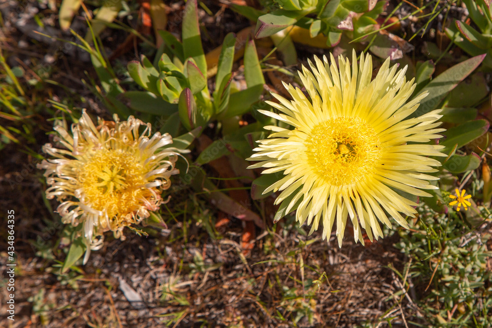 Wildflower of South Africa: The yellow flower of the succulent Carpobrotus edulis seen in natural habitat close to Darling in the Western Cape Wildflower of South Africa: The yellow flower of the succulent Carpobrotus edulis seen in natural habitat close to Darling in the Western Cape