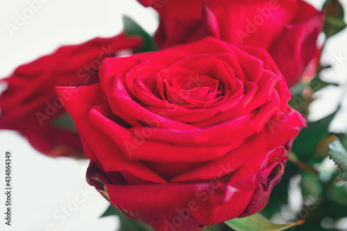 Macro shot of a beautiful red bush rose   against a blurred background with bokeh effect. 