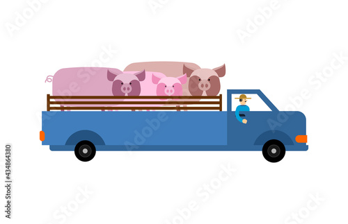 Farm truck with pigs. Farmer is carrying cattle in truck.